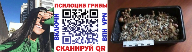 Купить закладки  Бугульма  Псилоцибиновые грибы Cubensis 